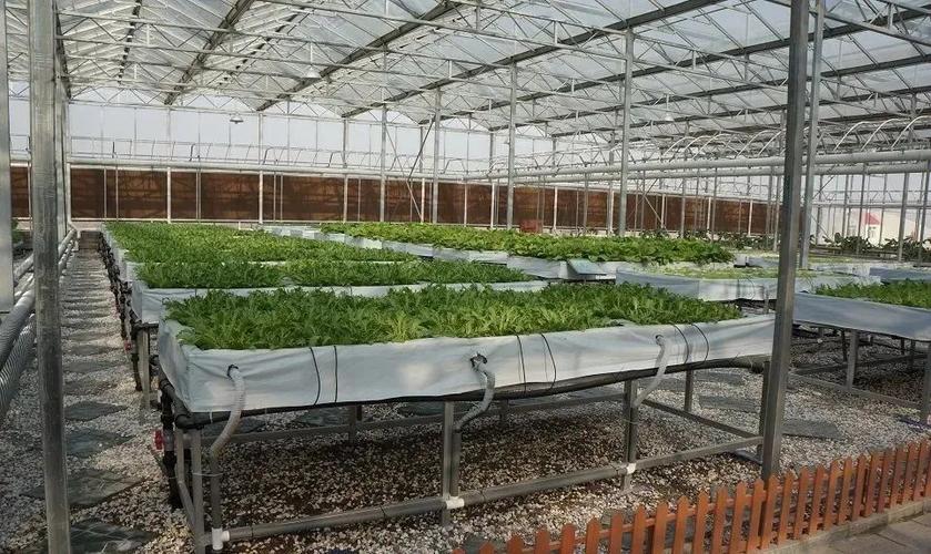 水培蔬菜种植玻璃温室大棚简介,蔬菜种植考虑的因素有哪些_栽培