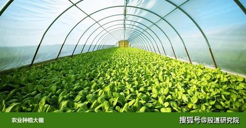 农业种植—宏辉果蔬_产品